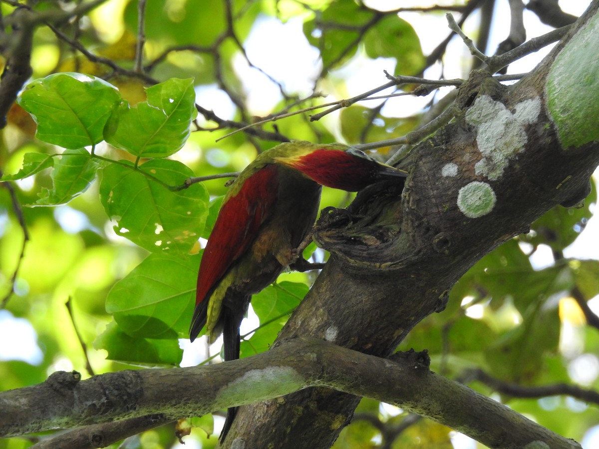 Crimson-winged Woodpecker - ML82816251