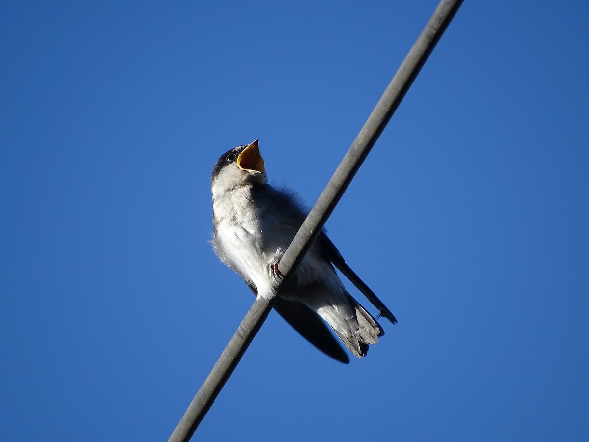 Chilean Swallow - ML82816401