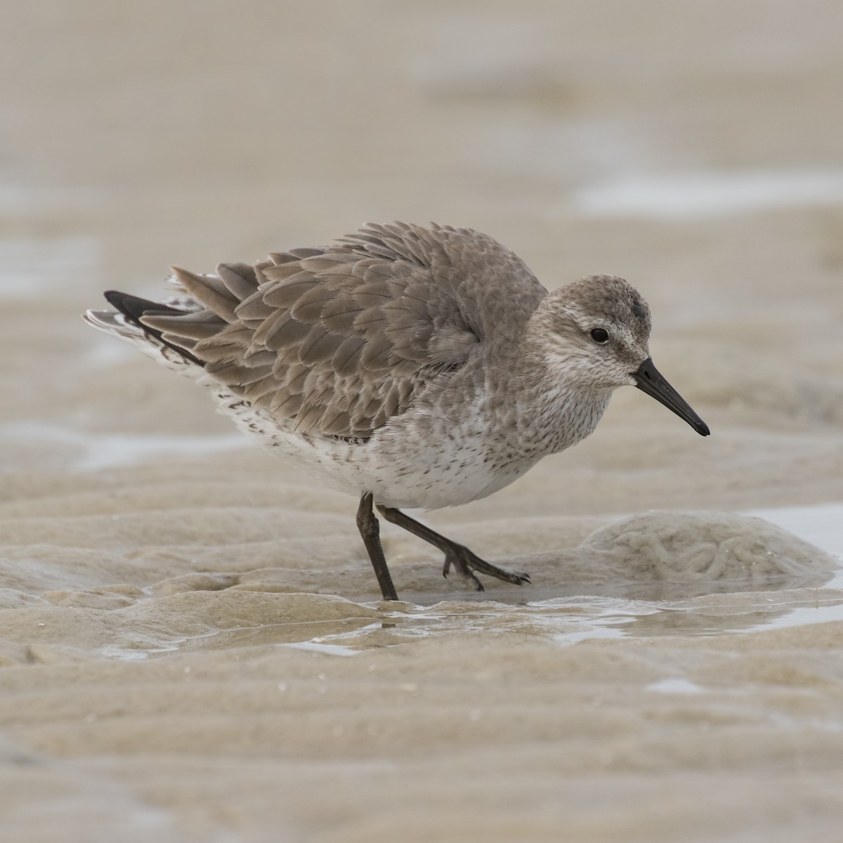 Red Knot - ML82816411