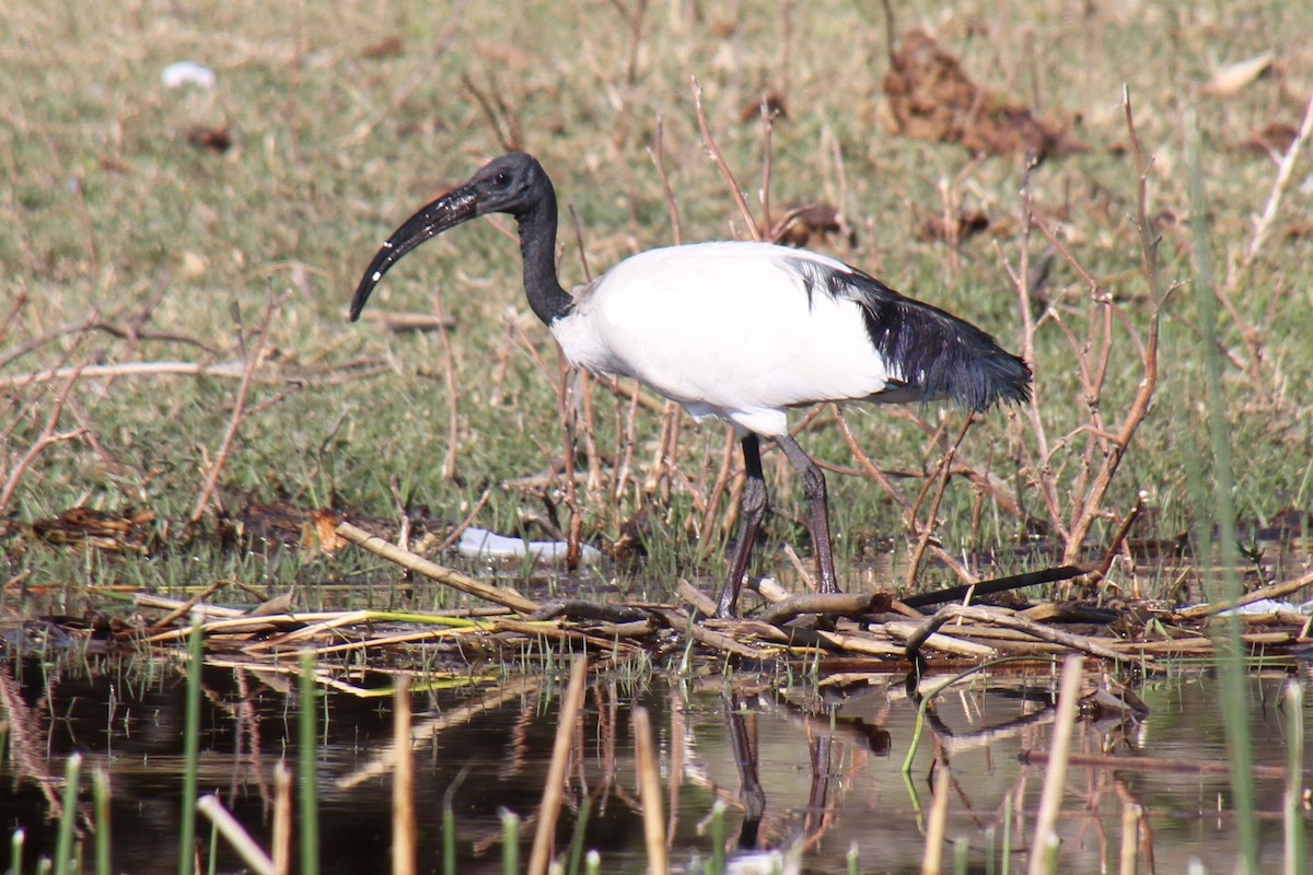 African Sacred Ibis - Kelly Siderio