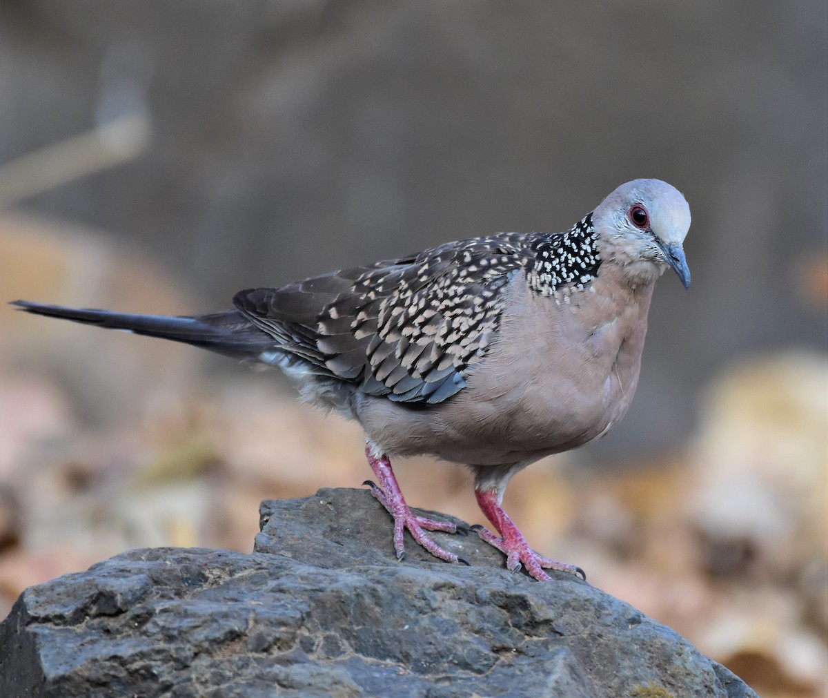Spotted Dove - AVINASH SHARMA