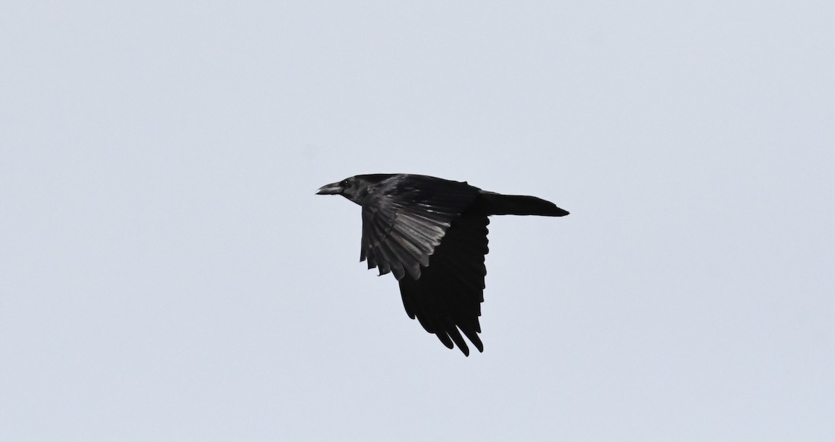 Common Raven - Barry Blust