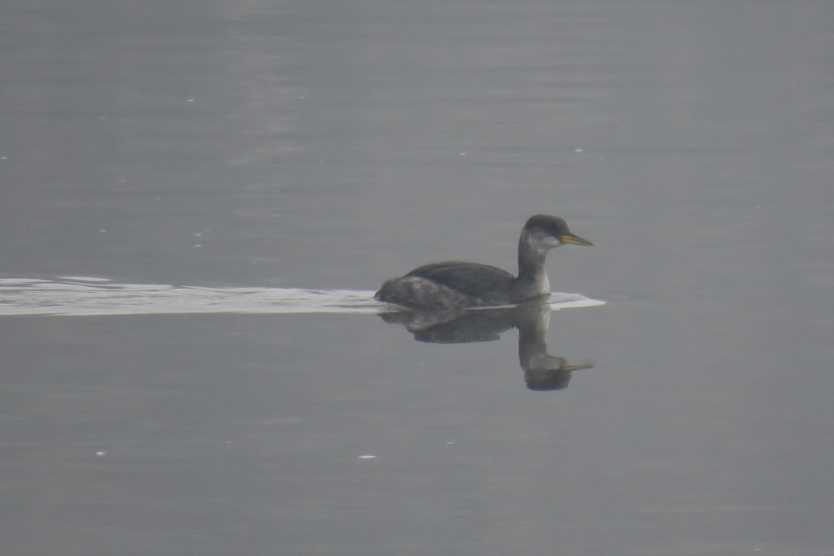 Red-necked Grebe - Curtis Mahon