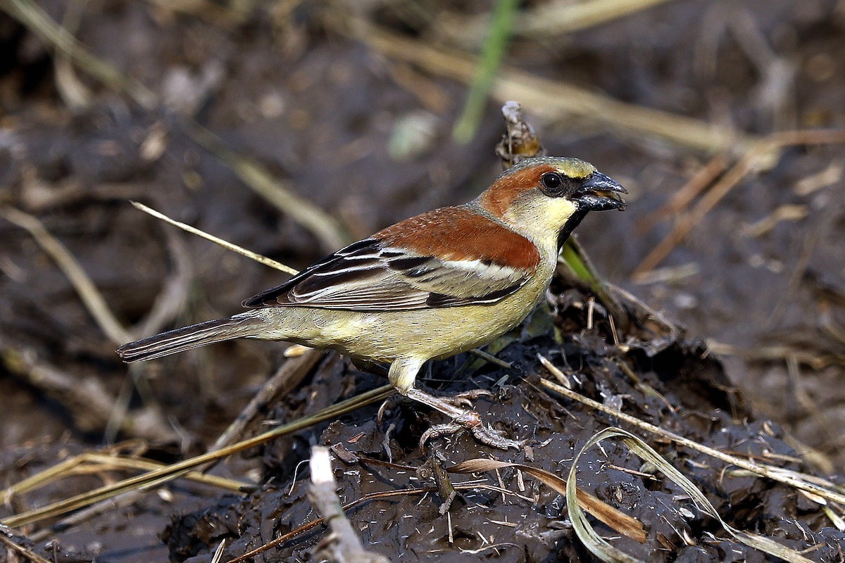 Plain-backed Sparrow - ML82821841