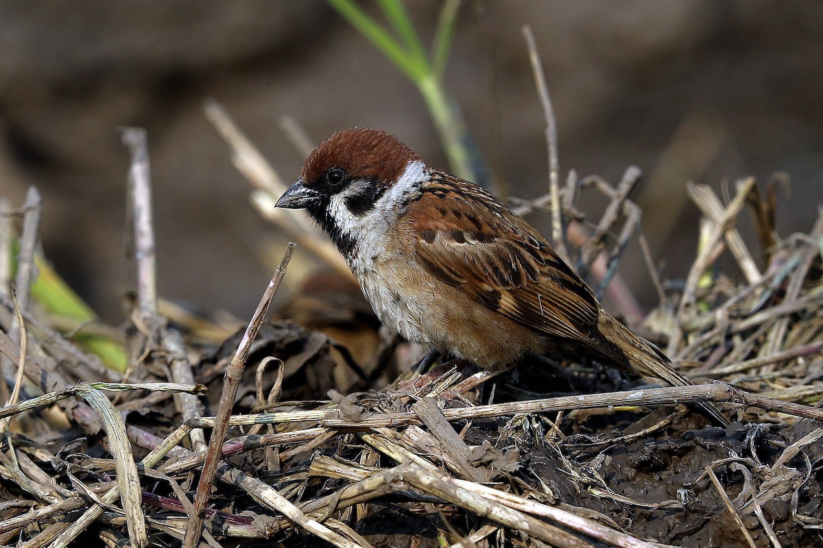 Eurasian Tree Sparrow - 独行虾 Bird.soong