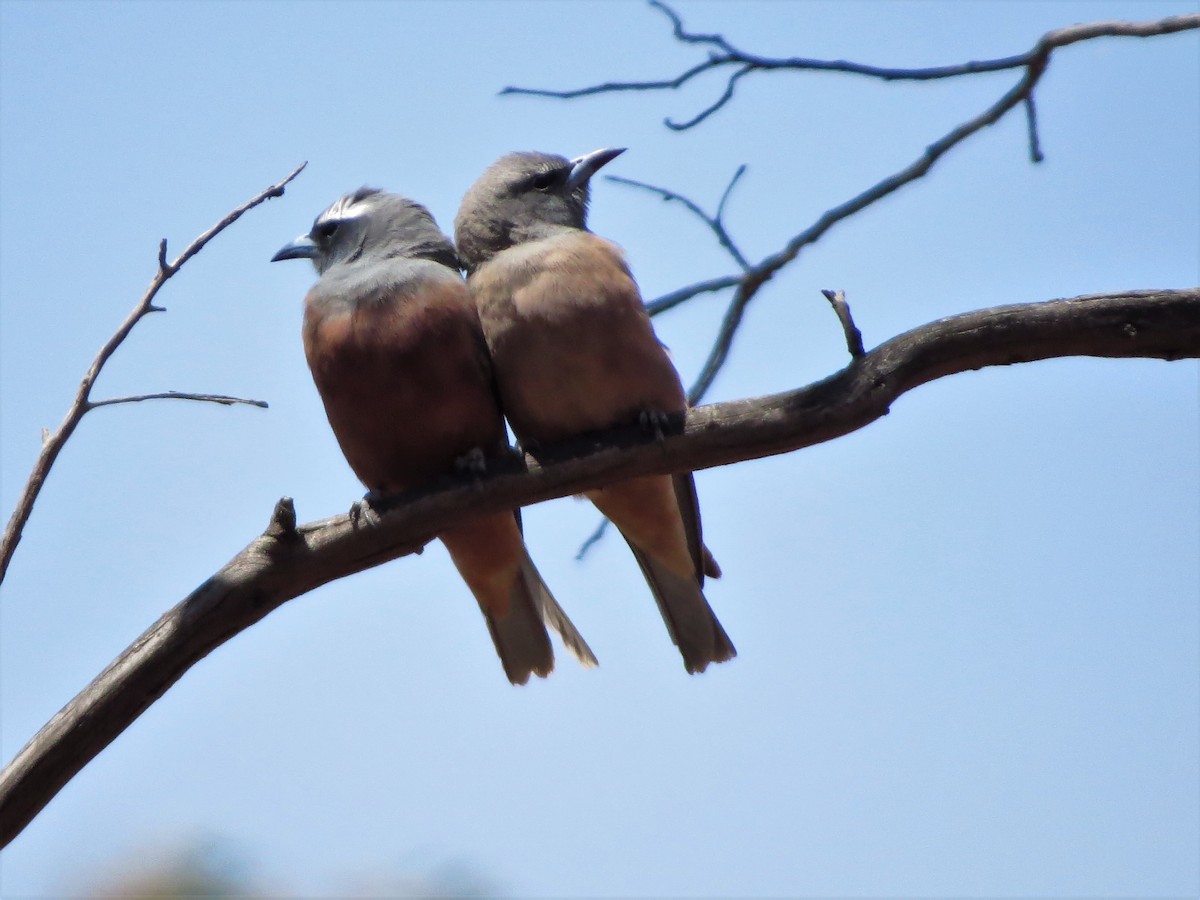 White-browed Woodswallow - ML82823091