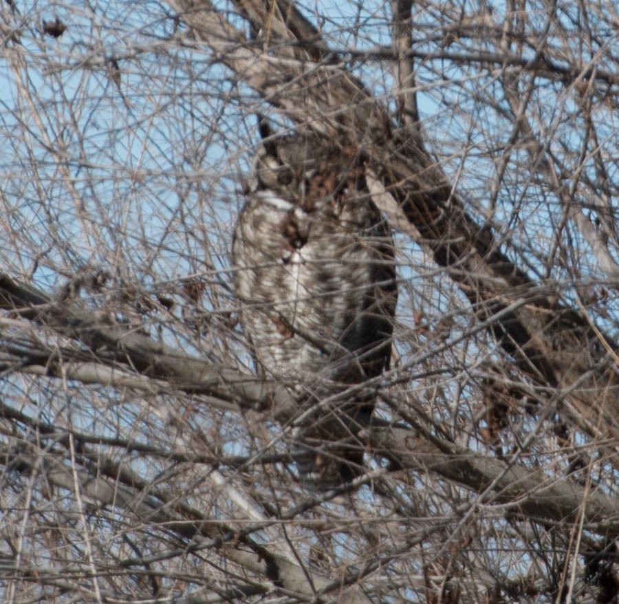 Great Horned Owl - ML82829141