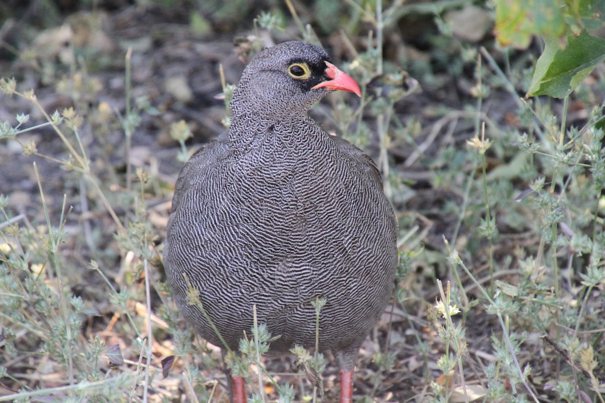 Red-billed Spurfowl - Kelly Siderio