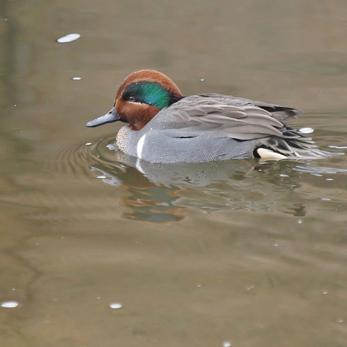 Green-winged Teal - ML82832601