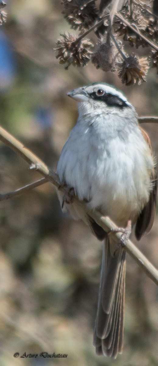 Stripe-headed Sparrow - ML82833871