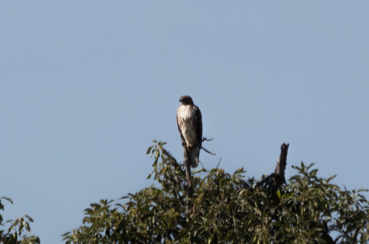 Red-tailed Hawk - ML82835221