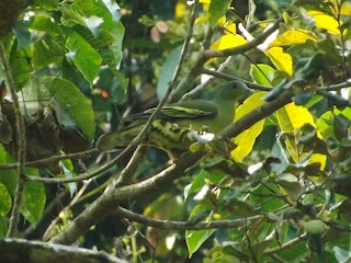 Gray-fronted Green-Pigeon, ML82836291