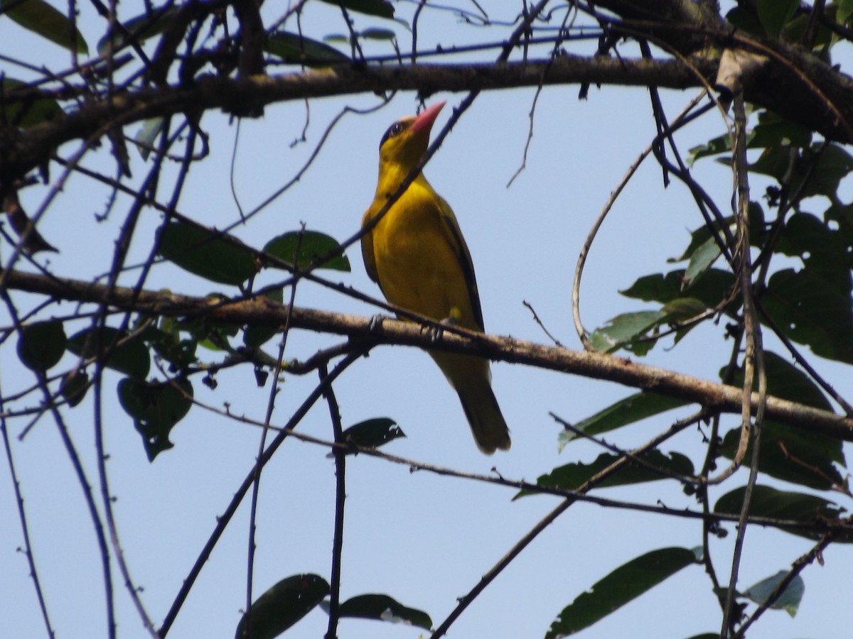 Indian Golden Oriole - ML82836411