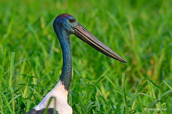 Black-necked Stork - Guido Bennen
