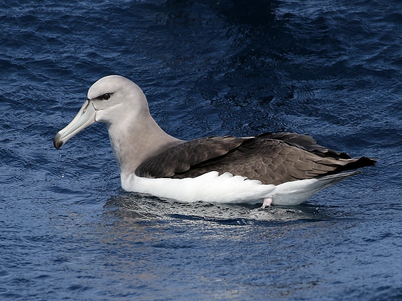 White-capped Albatross - Pavel Parkhaev