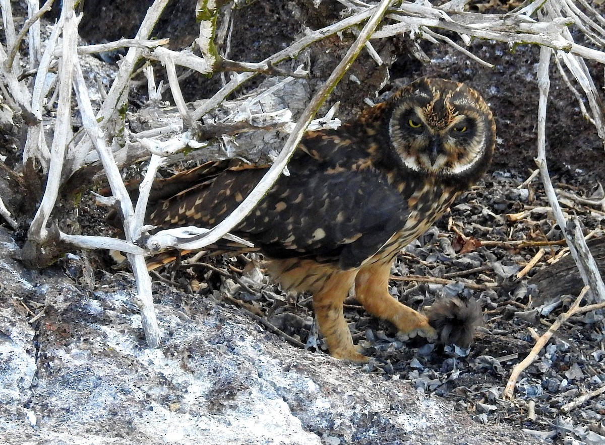 Short-eared Owl (Galapagos) - David Bree