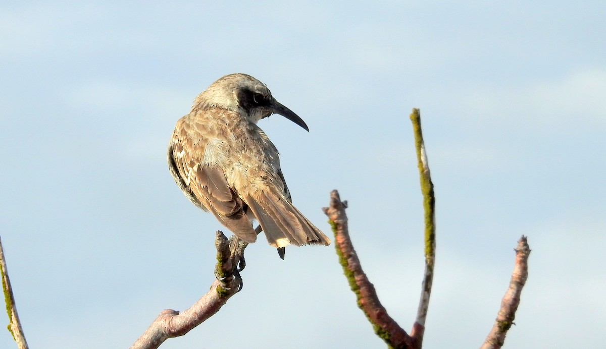 Galapagos Mockingbird - David Bree