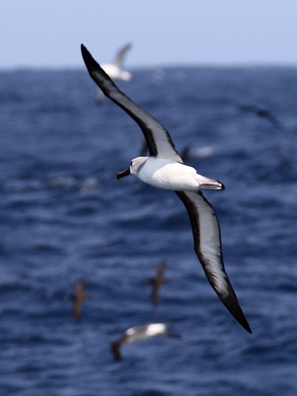 Atlantic Yellow-nosed Albatross - Pavel Parkhaev