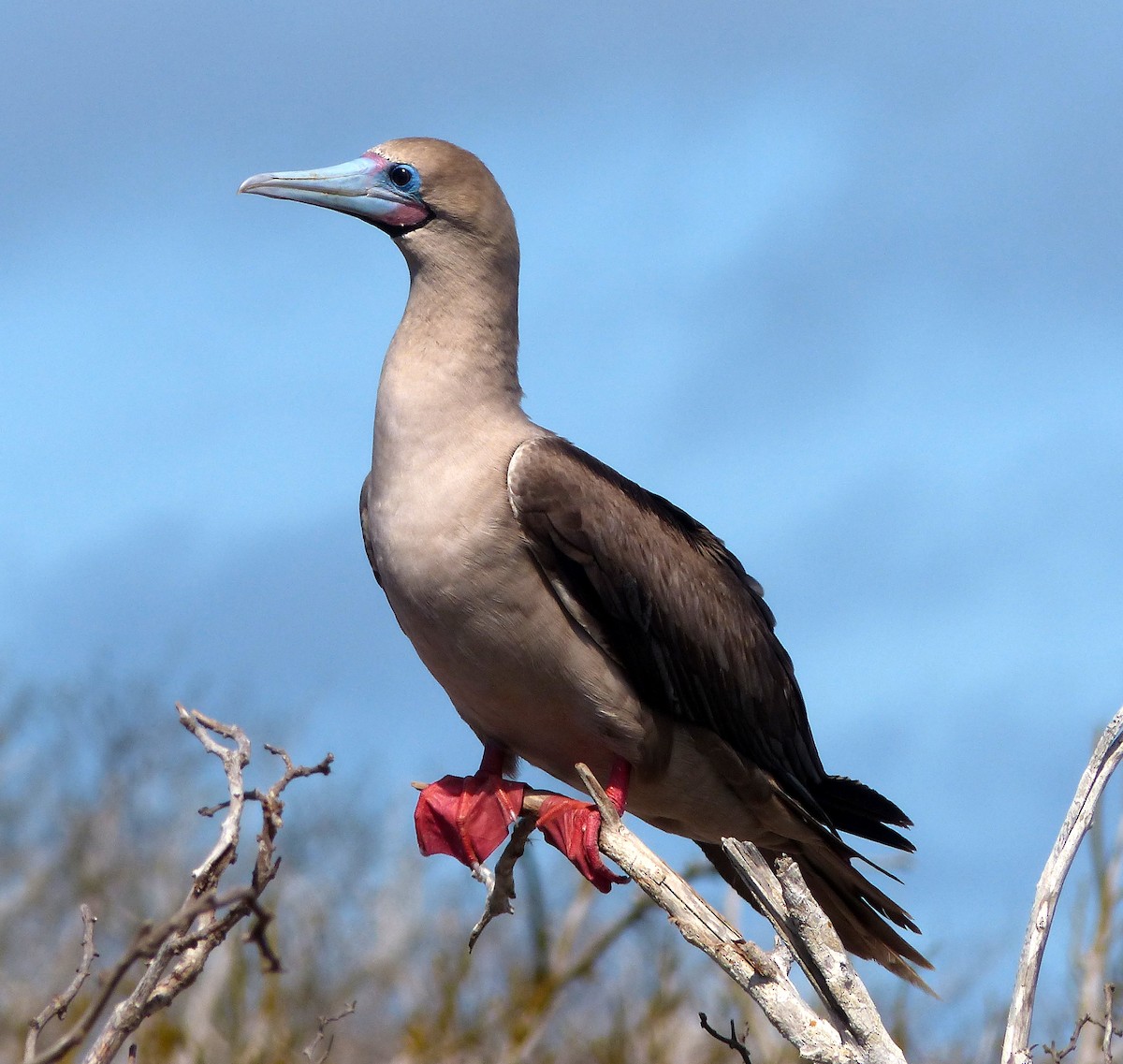 Red-footed Booby - David Bree