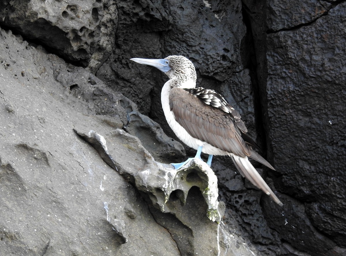 Blue-footed Booby - David Bree