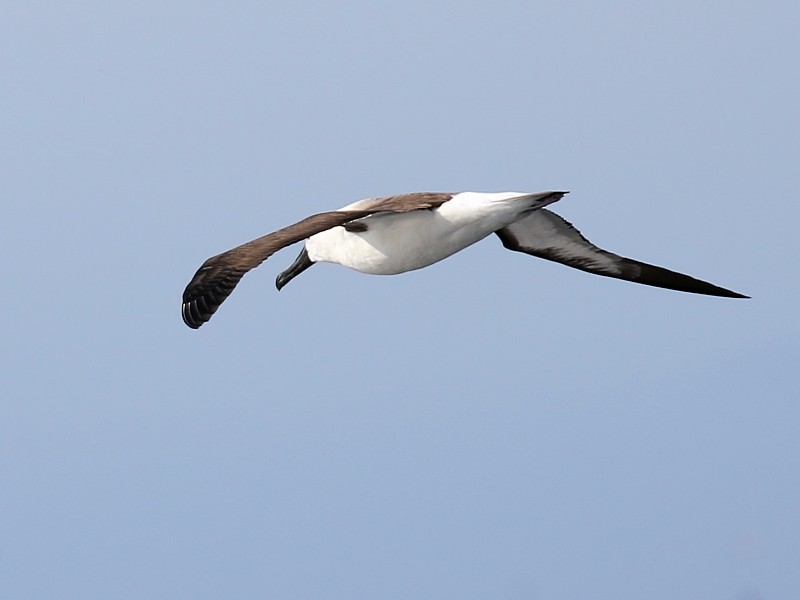 Indian Yellow-nosed Albatross - Pavel Parkhaev