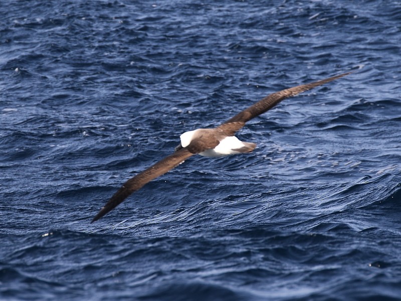 Indian Yellow-nosed Albatross - Pavel Parkhaev