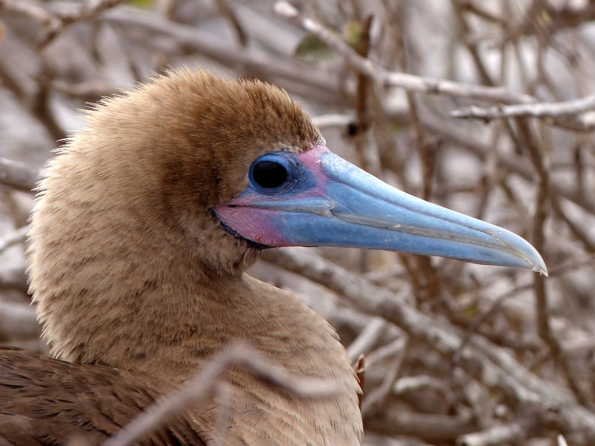 Red-footed Booby - David Bree