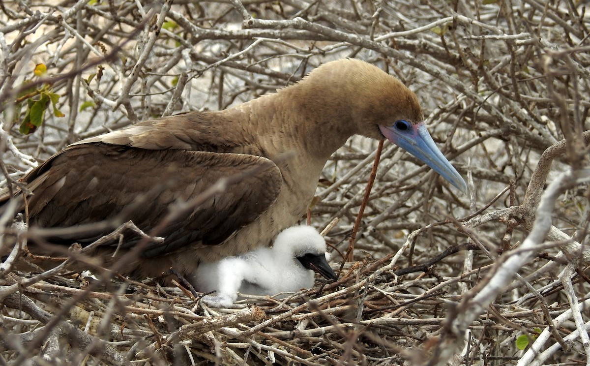 Red-footed Booby - ML82839941
