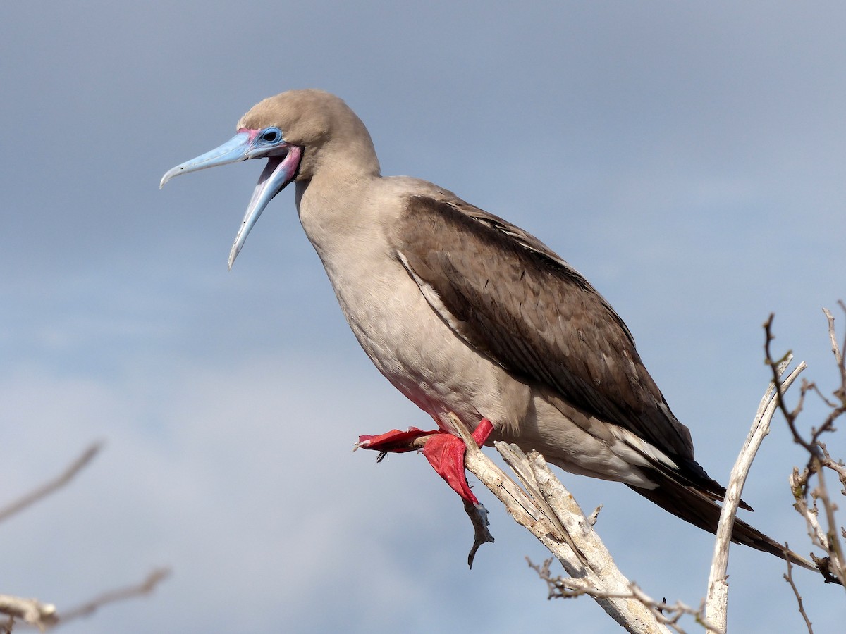 Red-footed Booby - ML82840401