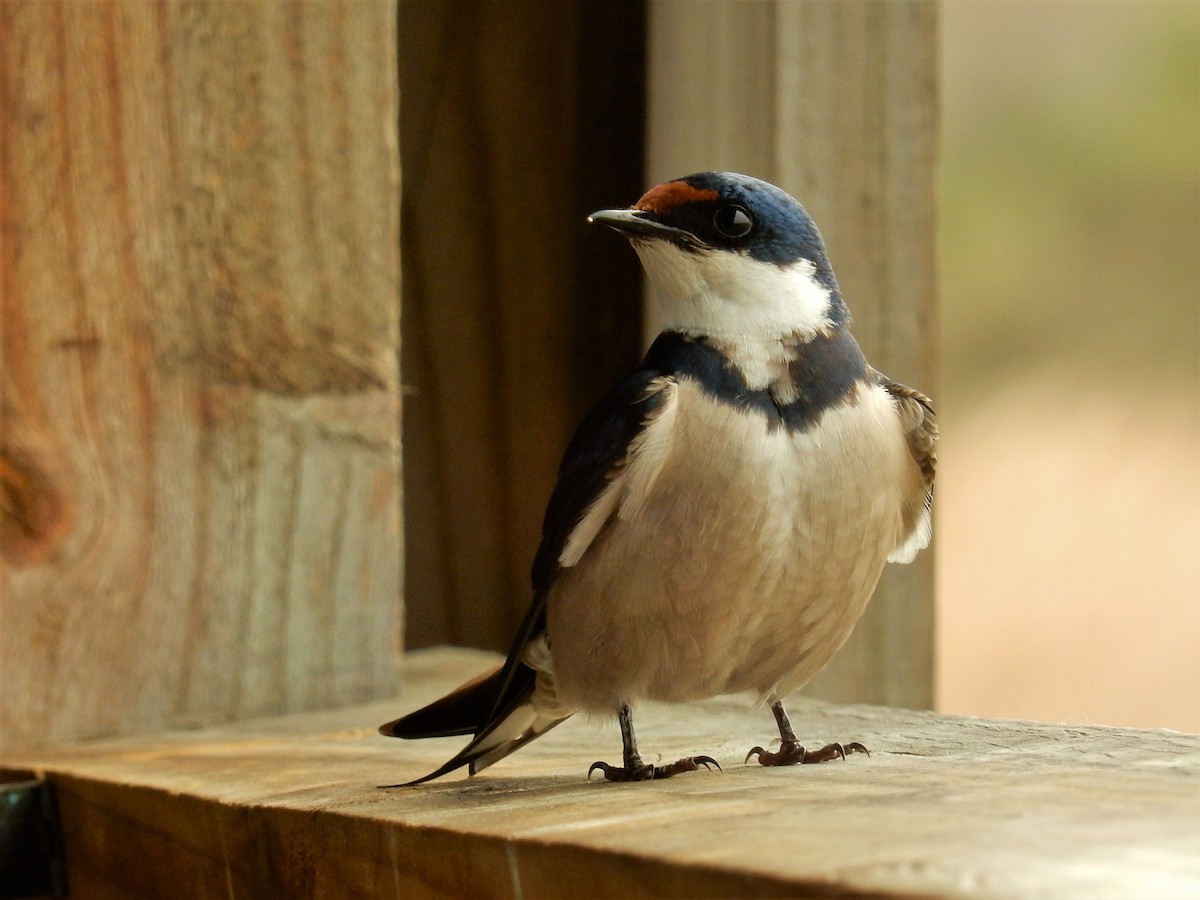 White-throated Swallow - ML82840951