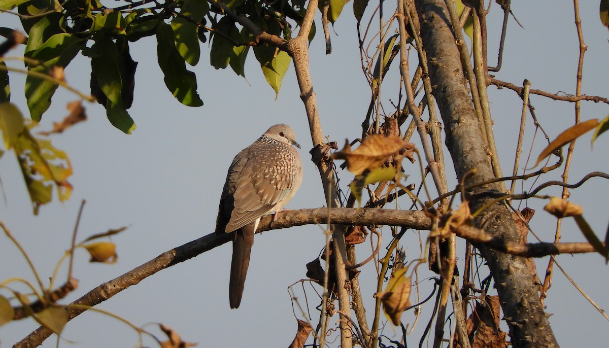 Spotted Dove - Rohit Parab