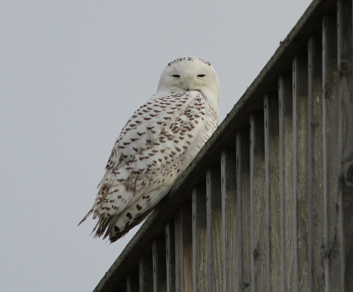 Snowy Owl - ML82844601