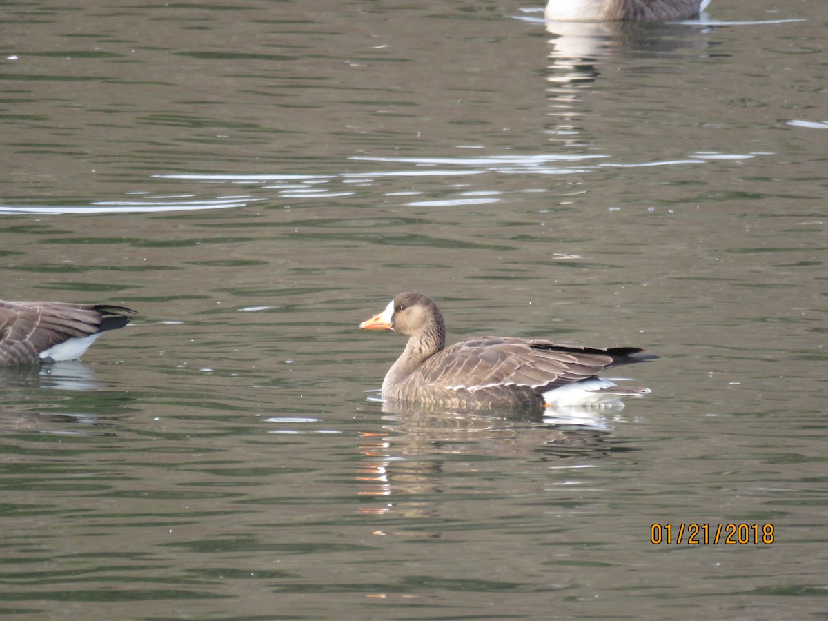 Greater White-fronted Goose - ML82847821