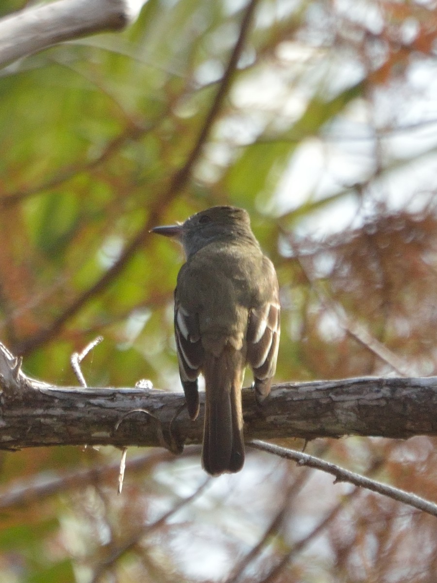 Great Crested Flycatcher - ML82852951