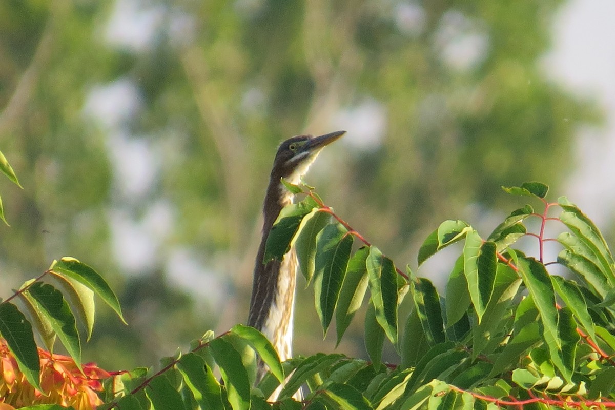 Ebird Checklist - 3 Aug 2017 - Lock C2 Mechanicville--champlain Canal 