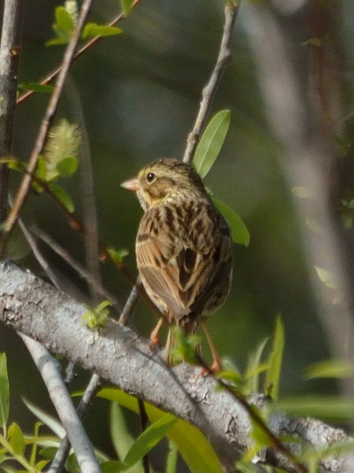 Savannah Sparrow - ML82854081