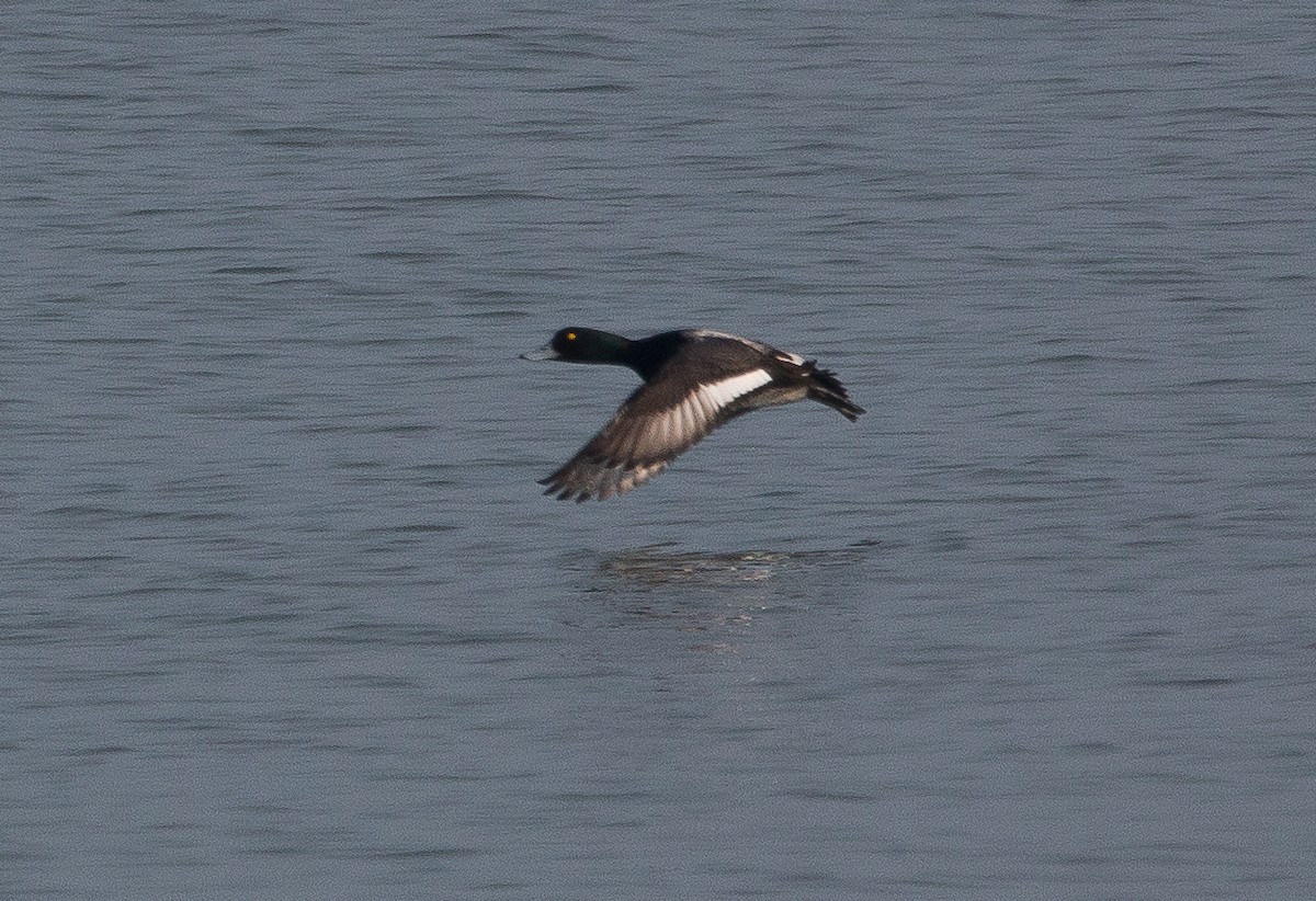 Greater Scaup - Joel Strong