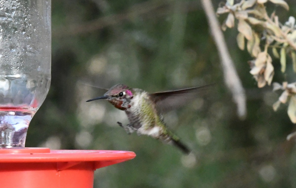 Anna's Hummingbird - ML82855271