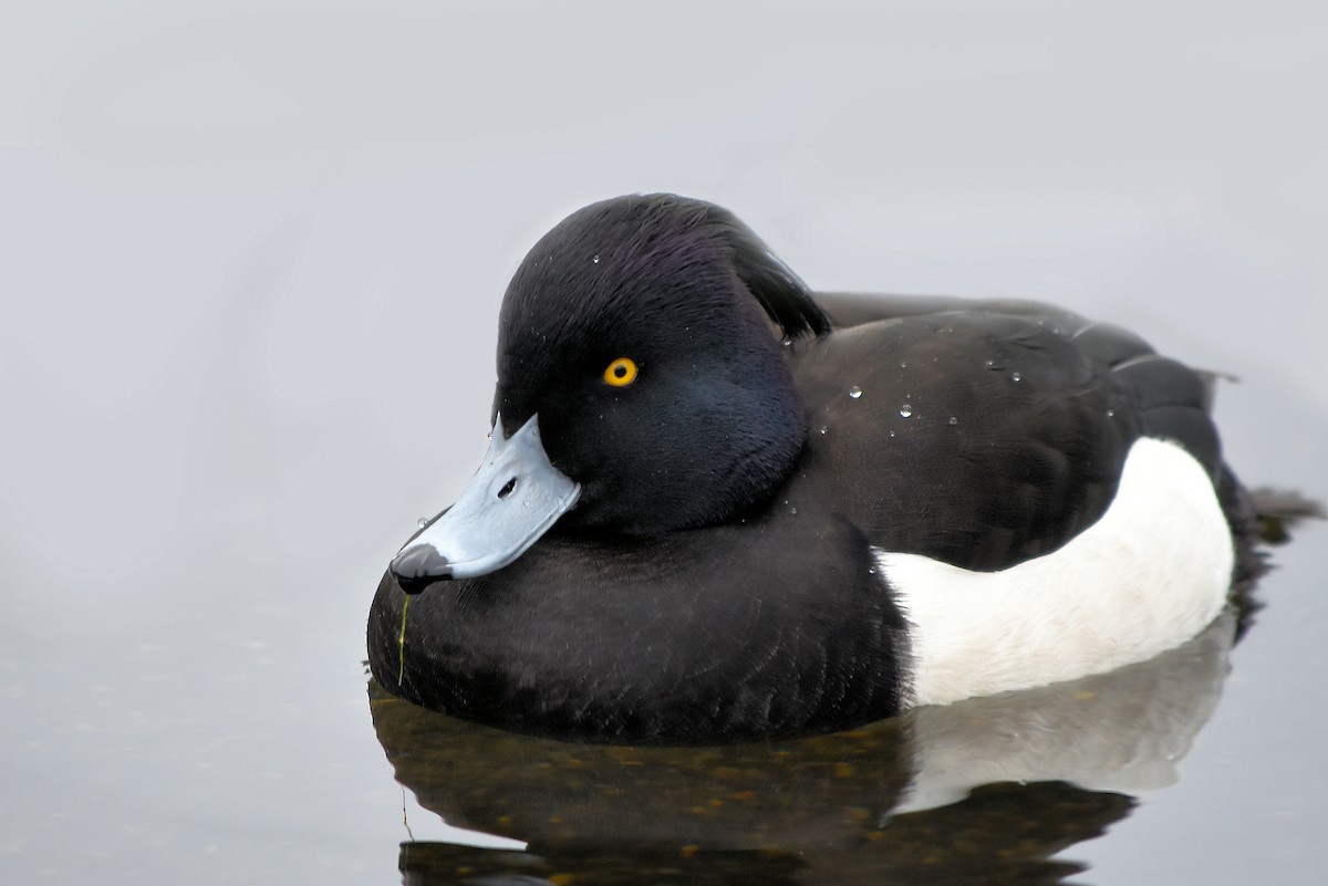 Tufted Duck - ML82855401