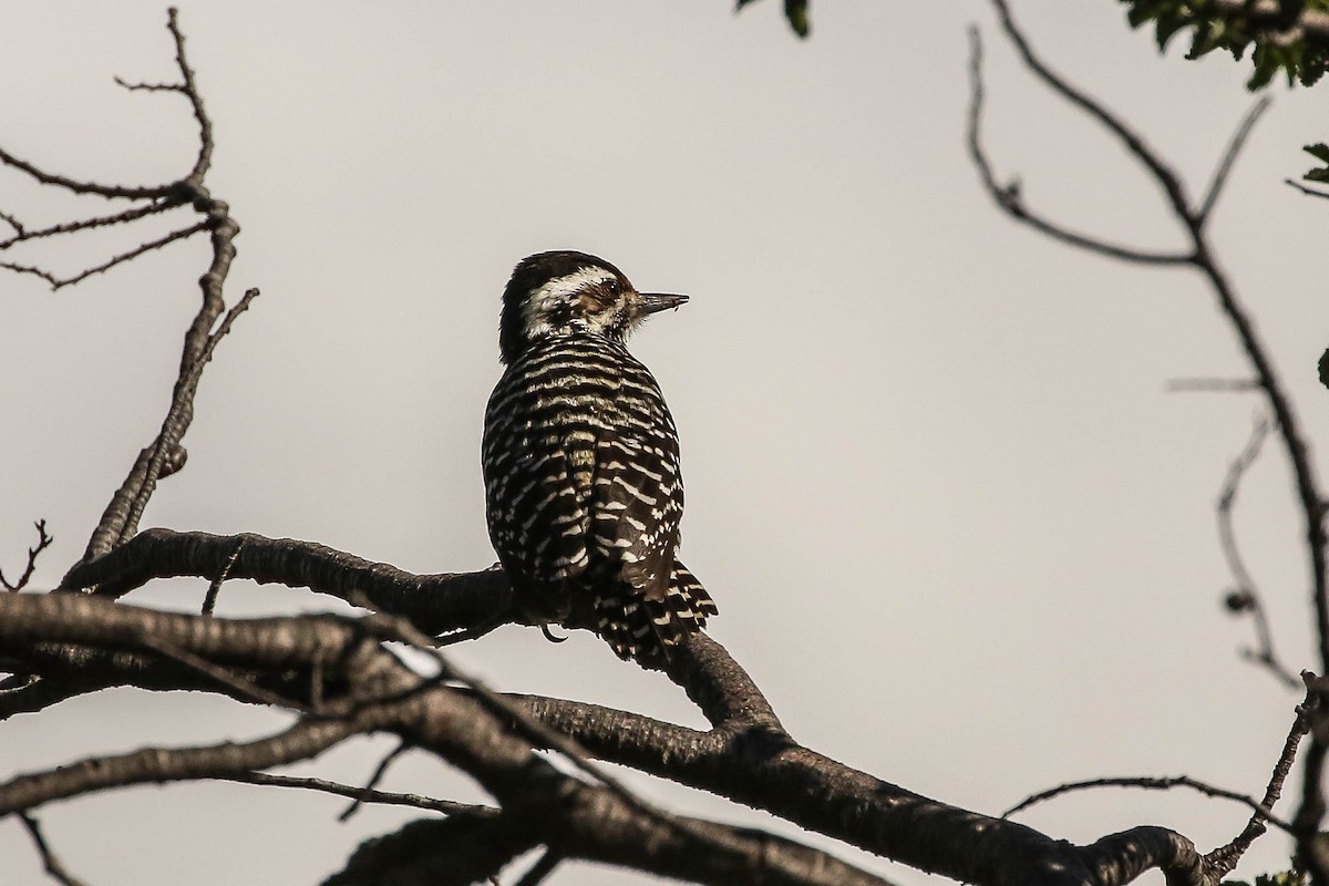Striped Woodpecker - ML82856781