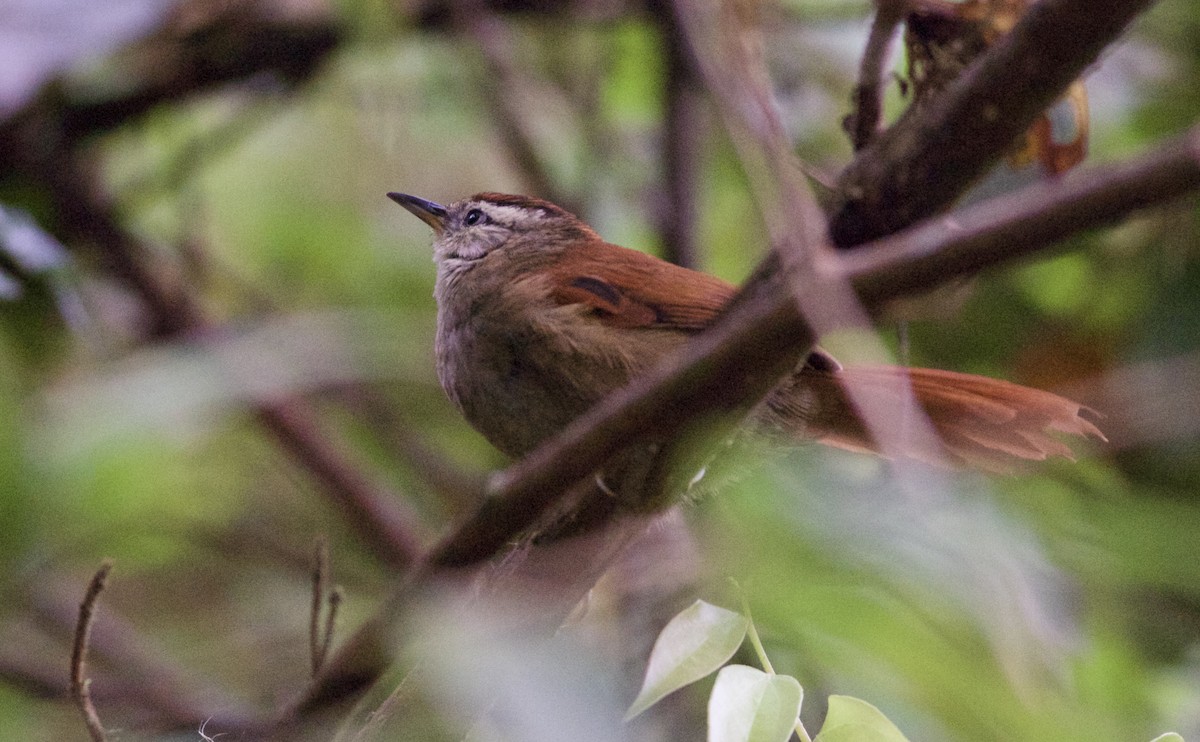 Marcapata Spinetail - ML82858601