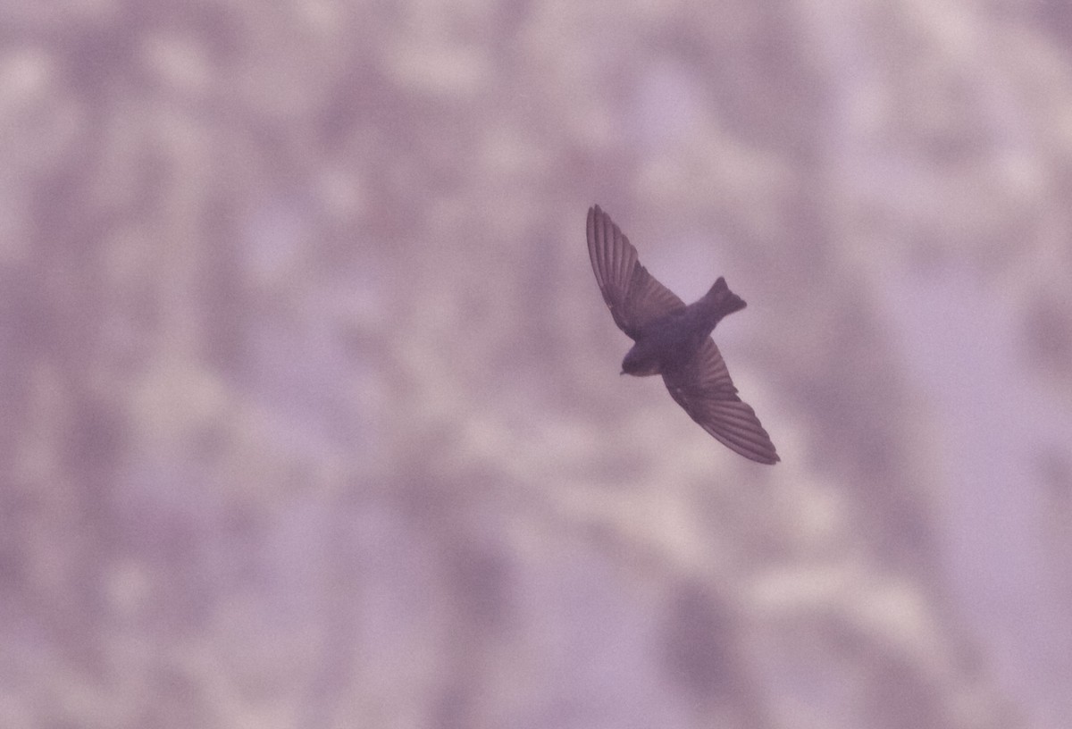 Pale-footed Swallow - ML82860601