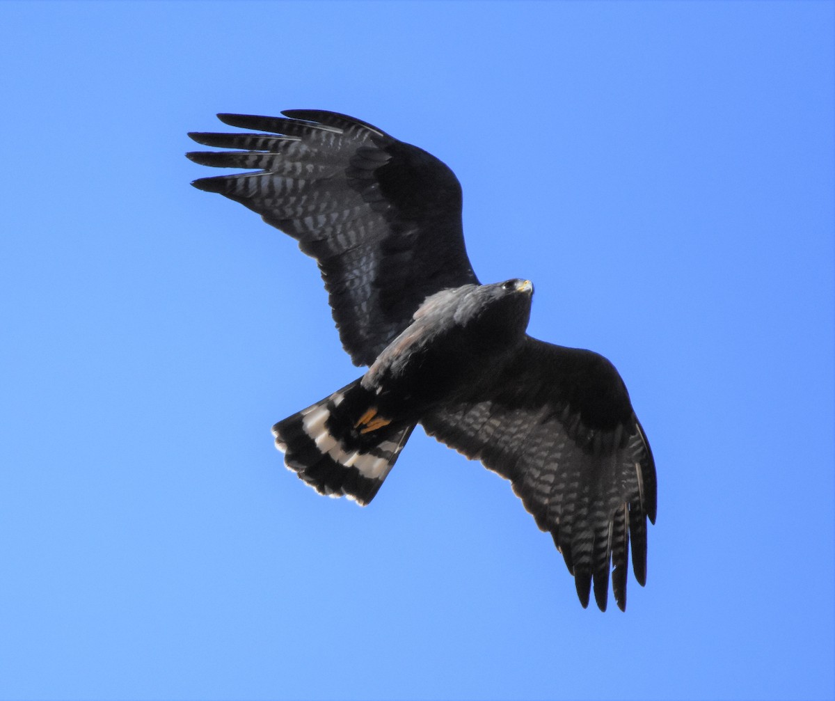 Zone-tailed Hawk - ML82864561