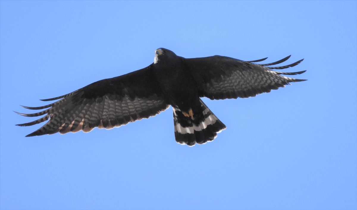 Zone-tailed Hawk - Chris Rohrer