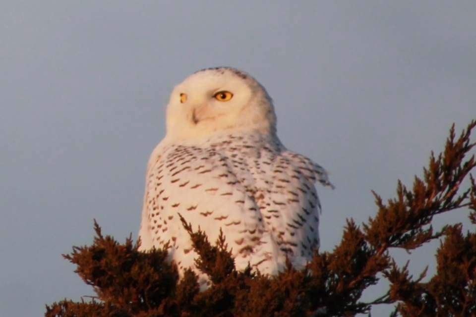 Snowy Owl - ML82864861