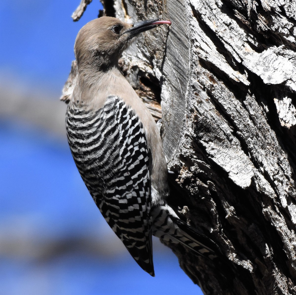 Gila Woodpecker - ML82865001