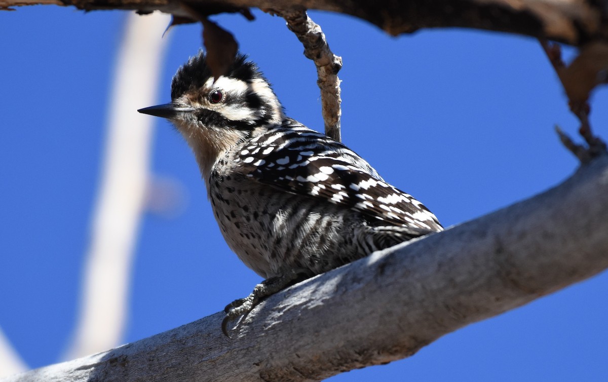 Ladder-backed Woodpecker - Chris Rohrer