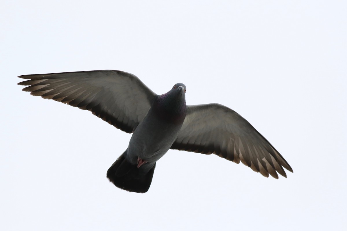 Pigeon biset (forme domestique) - ML82865211