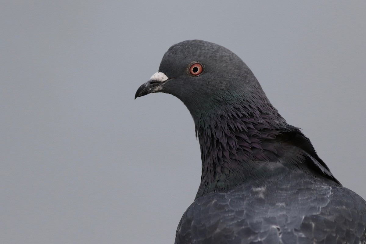 Rock Pigeon (Feral Pigeon) - ML82865231