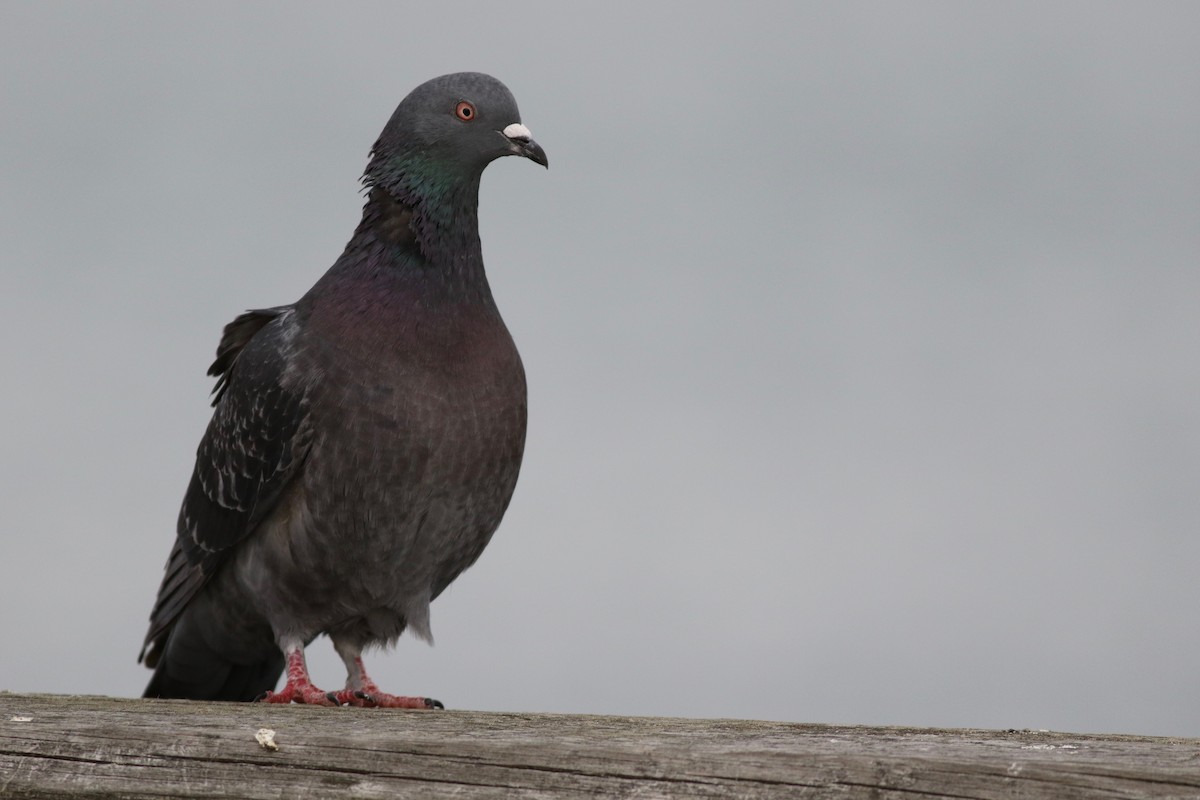 Rock Pigeon (Feral Pigeon) - Max McCarthy